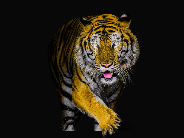 Diventa un broker di noleggio auto